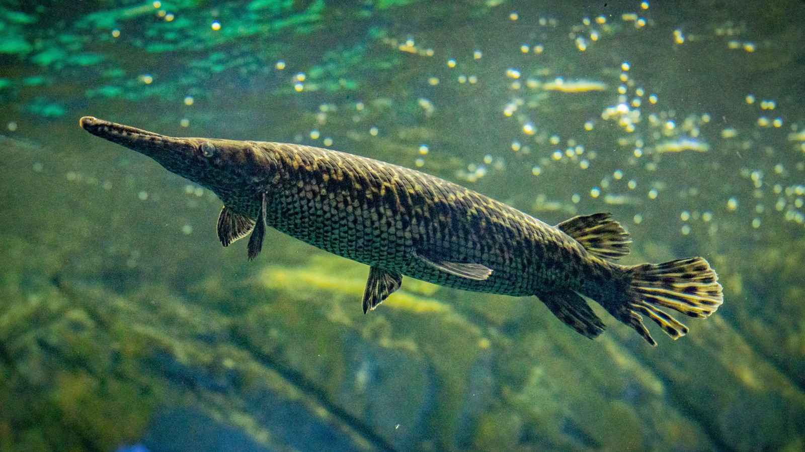 التغير المناخي يُهدد ربع حيوانات المياه العذبة بالانقراض