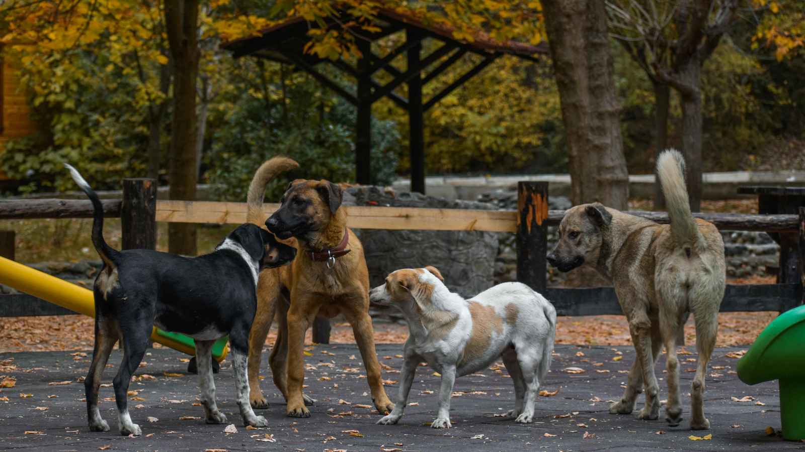 تركيا.. وفاة طالبة دهساً خلال فرارها من كلاب ضالة (فيديو)