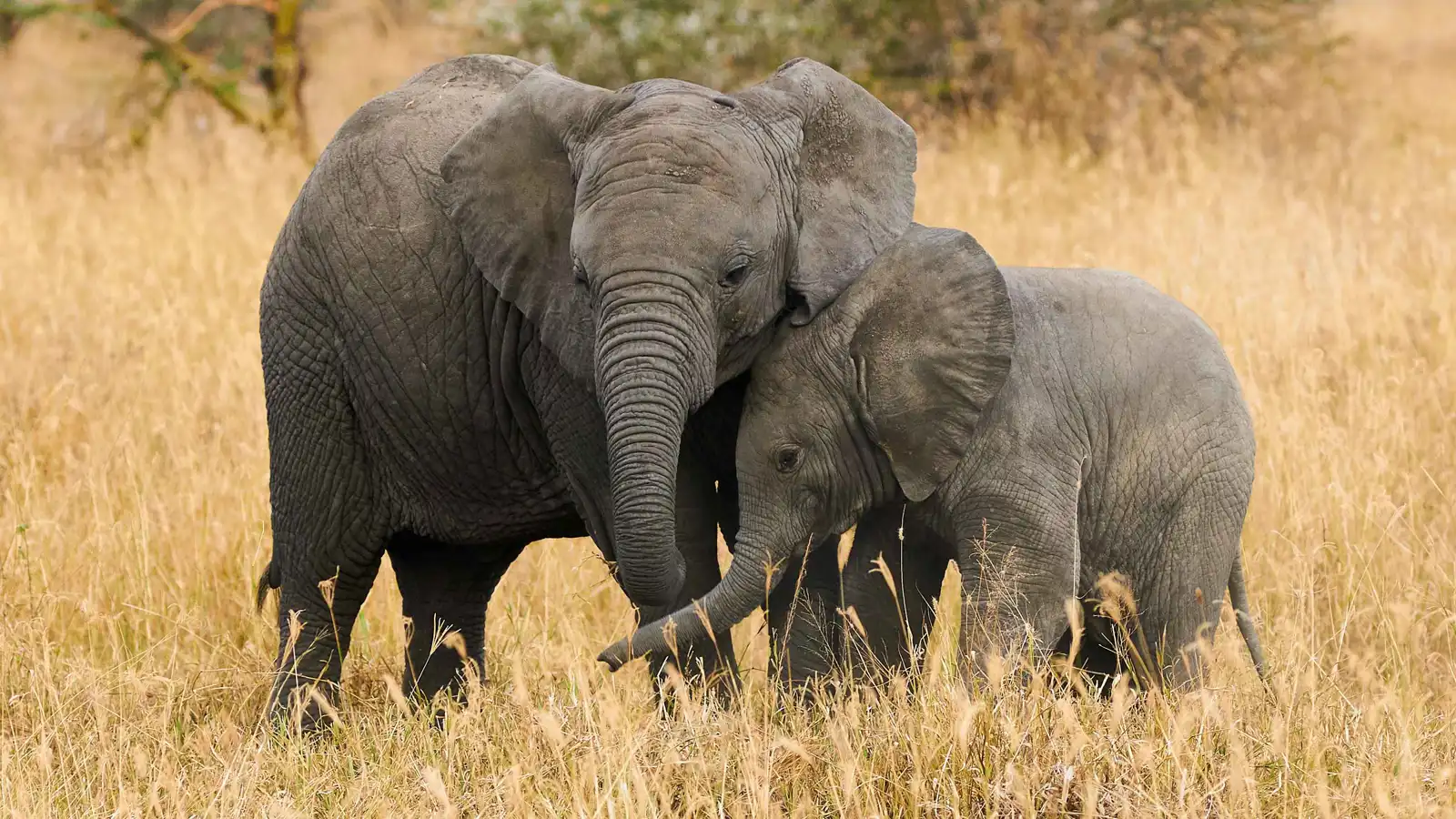 لحظة إنقاذ مؤثرة تكشف رابطة الأمومة بين الفيلة (فيديو)