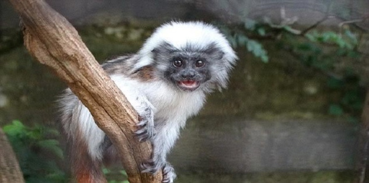 حديقة حيوانات تستقبل 179 حيوانًا رضيعًا (صور)