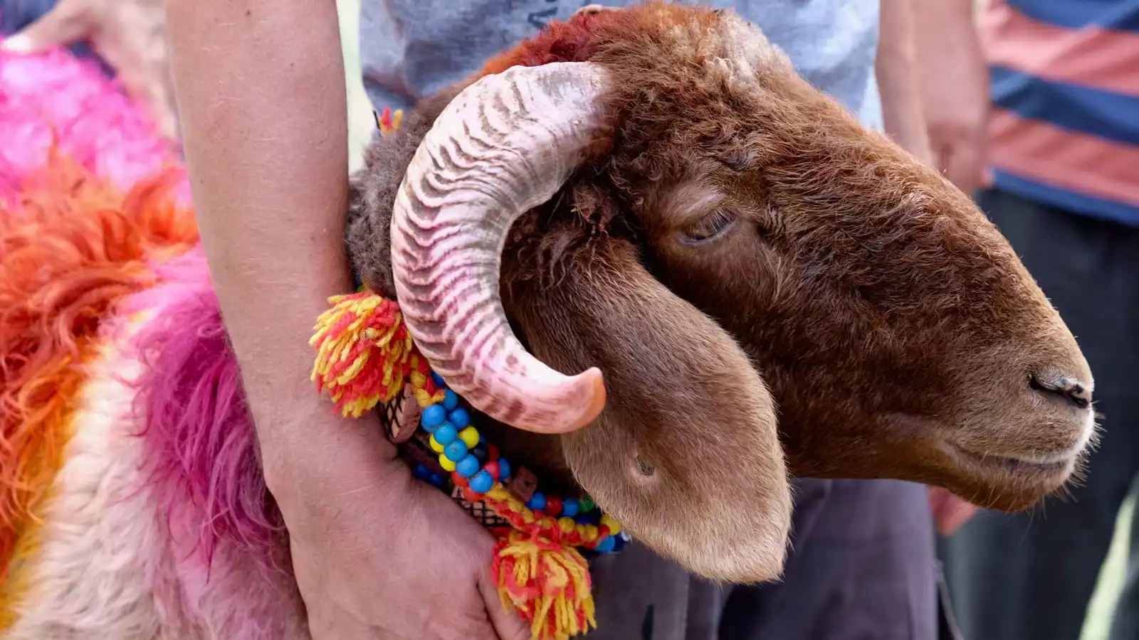 إقبال مبكر على شراء الأضاحي يثير نقاشات واسعة في المغرب