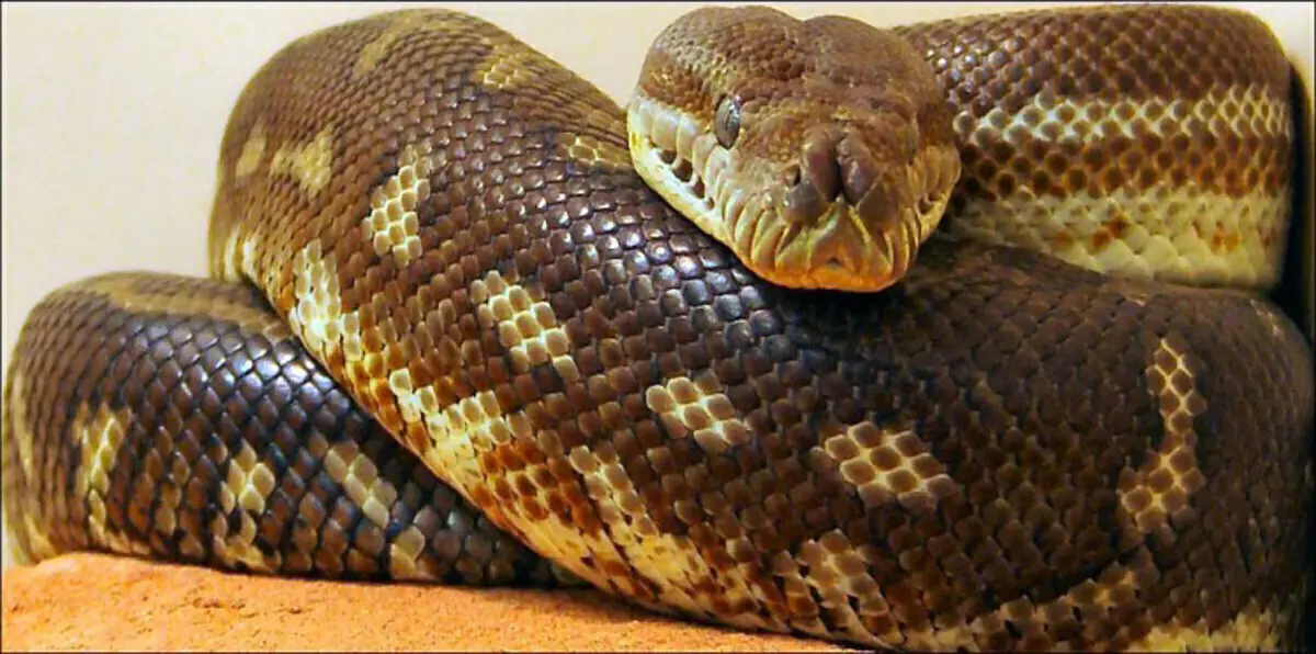 البرلمان المصري يستعين بـ "حاوي" لإخراج ثعبان من أحد مبانيه