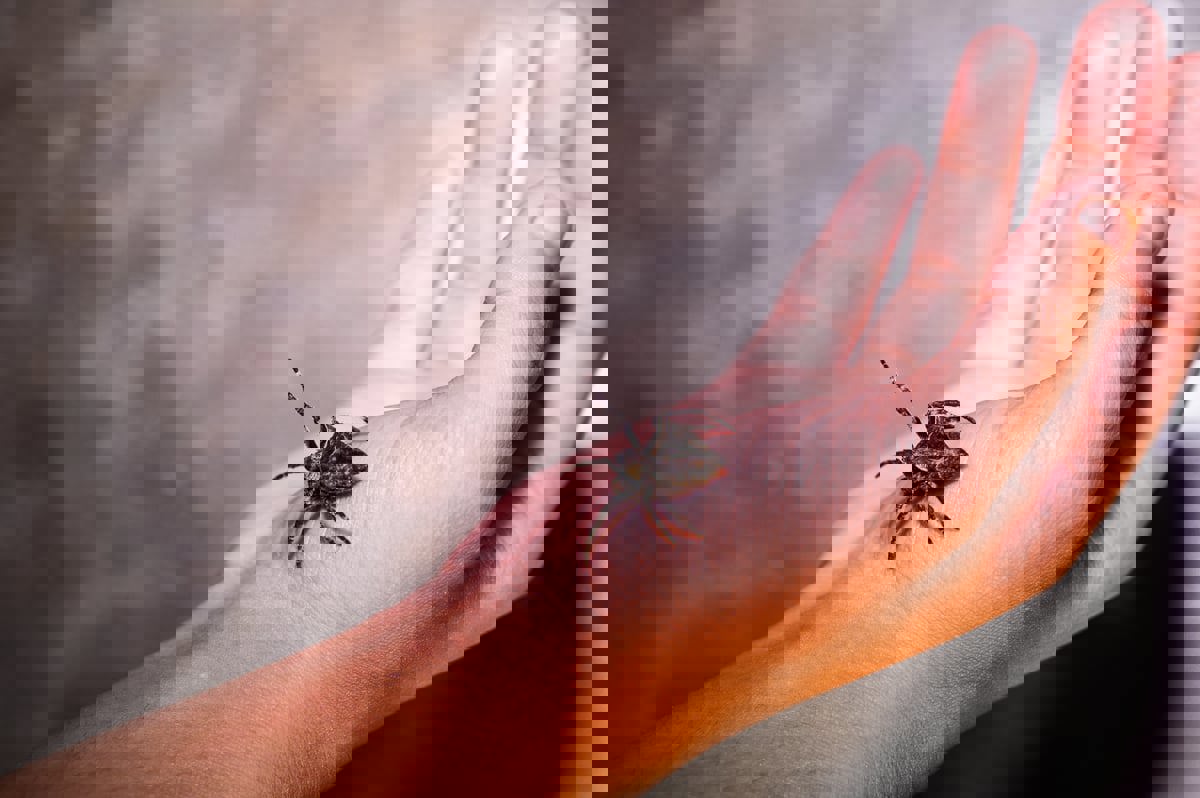 فيديو صادم لـ"عنكبوت" يخرج من أذن مسنّة 