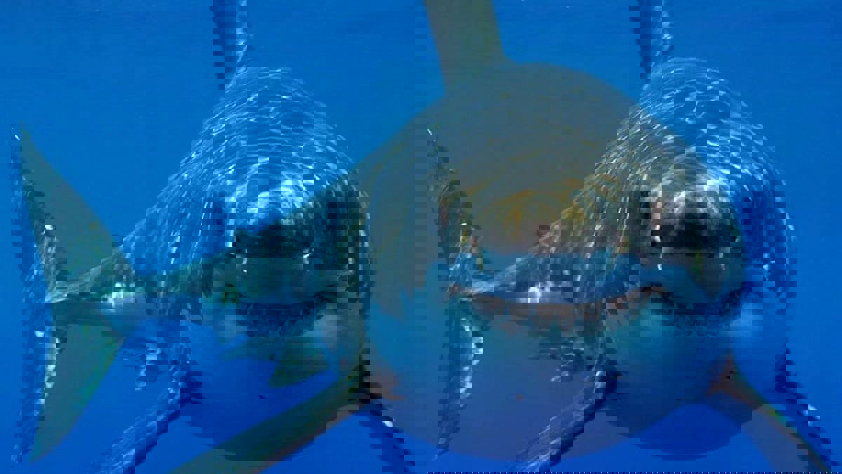 دراسة: زيادة أسماك القرش في المياه قرب الشواطئ المزدحمة