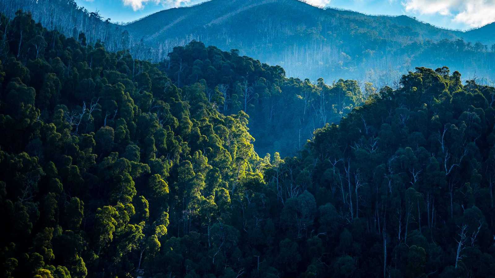 أثقل من كرة جولف.. اكتشاف حشرة "خارقة" في أعالي الغابات (صور)