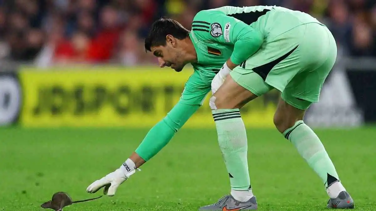 مفاجأة غير متوقعة.. فأر يوقف الزمن في مباراة ويلز وبلجيكا (فيديو إرم)