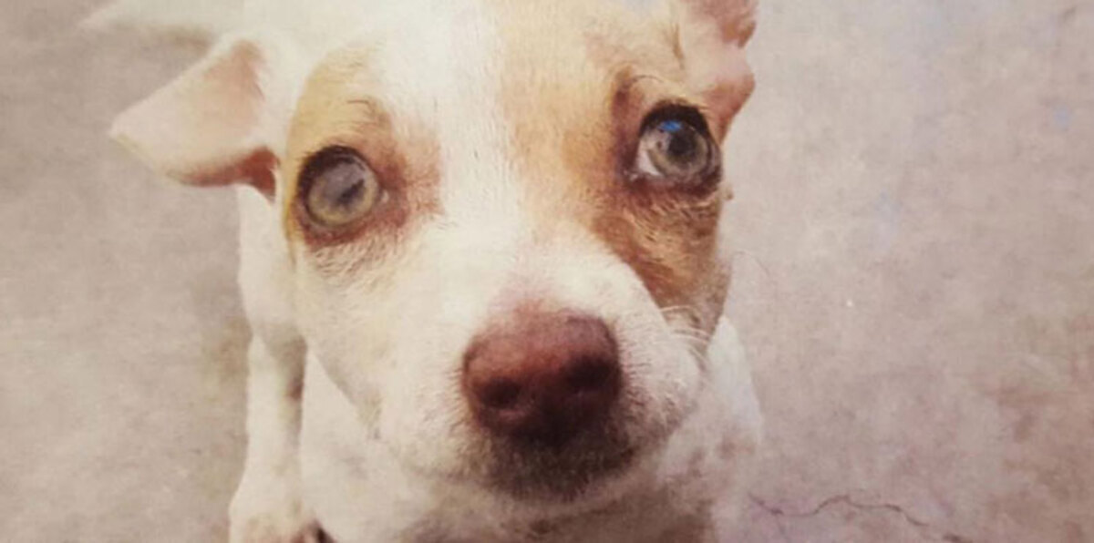 كلب يتعالج من إدمان المخدرات