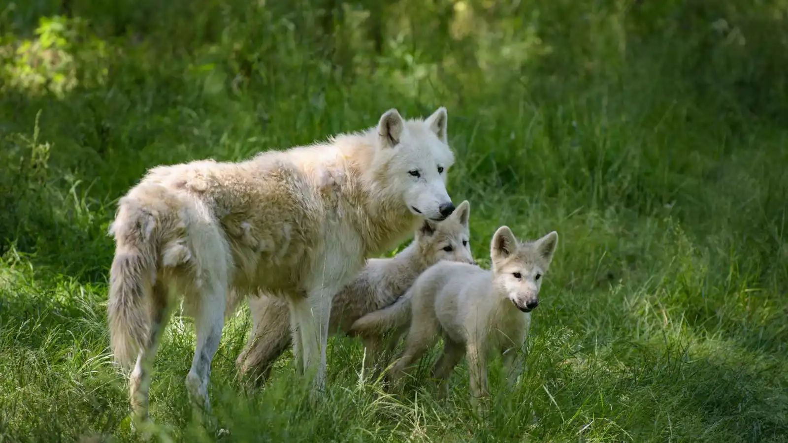 عدو أم صديق.. قتل الذئاب يثير جدلا واسعا في المغرب