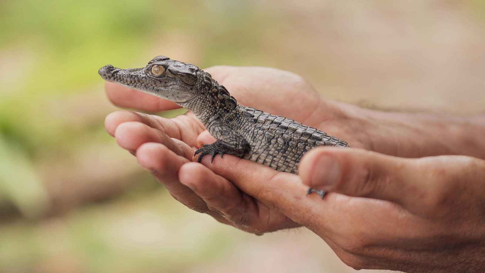 كان يعيش مع تمساح و24 أفعى.. طفل يطلق النار على نفسه