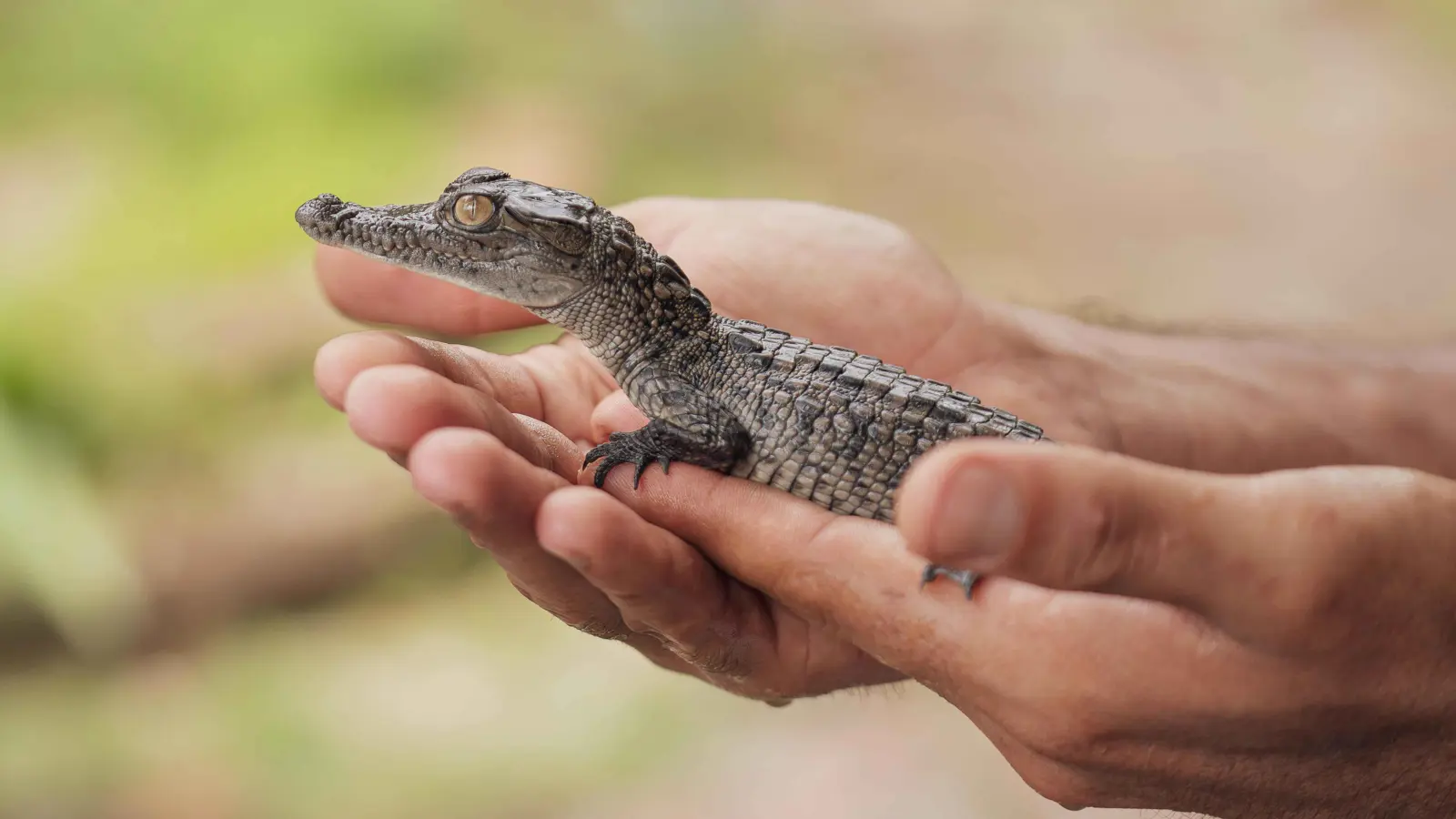 كان يعيش مع تمساح و24 أفعى.. طفل يطلق النار على نفسه