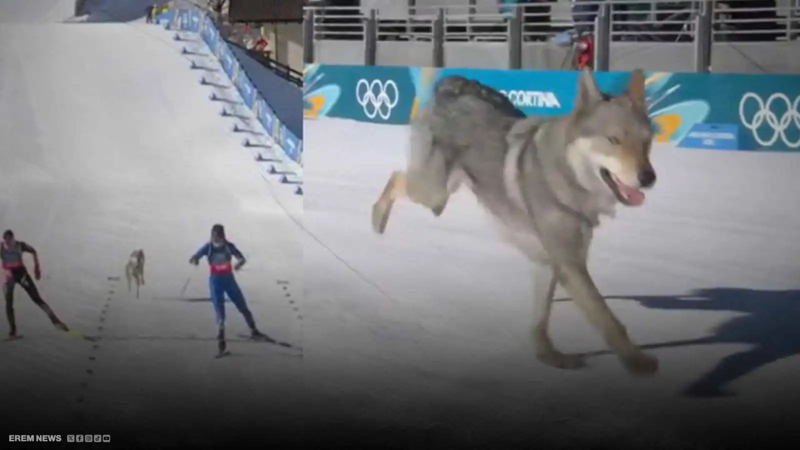 كلب هارب يصنع الحدث في سباق الجري للنساء بإيطاليا (فيديو إرم)