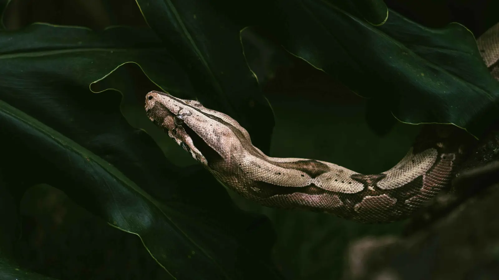 ثعبان هارب يرعب سكان أحد أحياء سيدني الساحلية (فيديو)