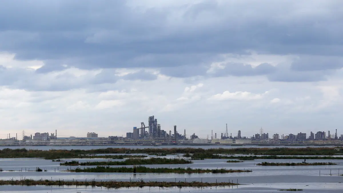 مشروع "مصري روسي" لتصنيع الزيوت النباتية بـ300 مليون دولار