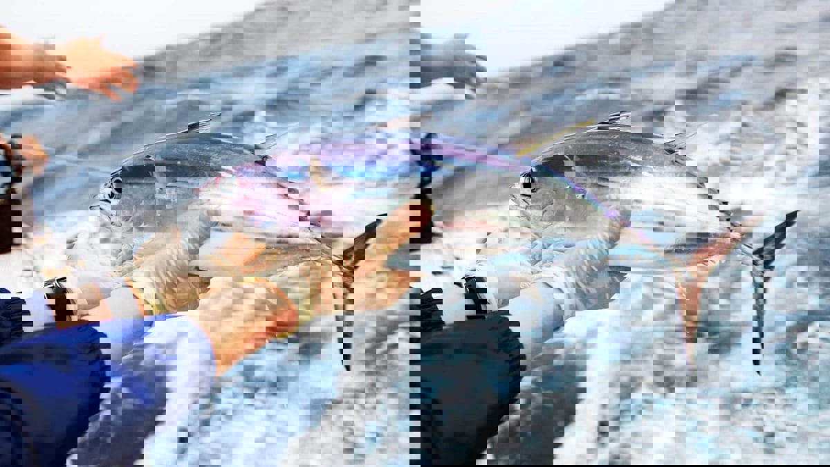 بيع سمكة تونة في مزاد ياباني بمبلغ 273 ألف دولار