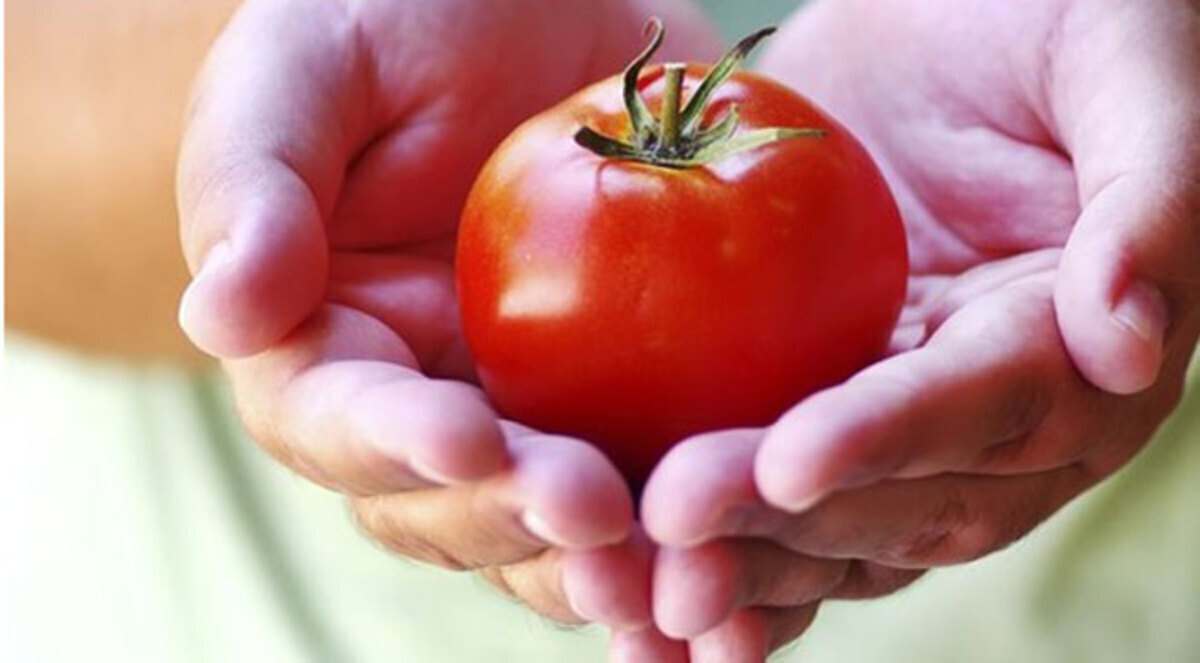 الطماطم تقاوم سرطان البروستاتا
