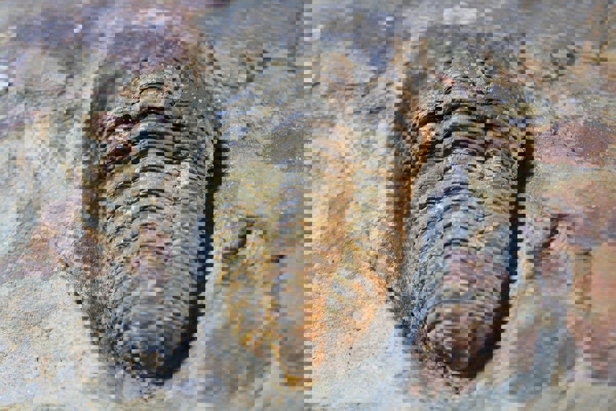 المغرب يعلن عن اكتشاف فريد من نوعه محفوظ بالرماد البركاني