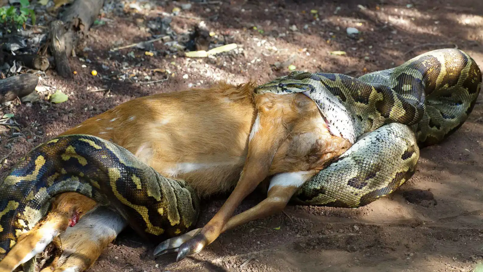 كيف تبتلع الثعابين فرائس أكبر من حجم أجسامها؟