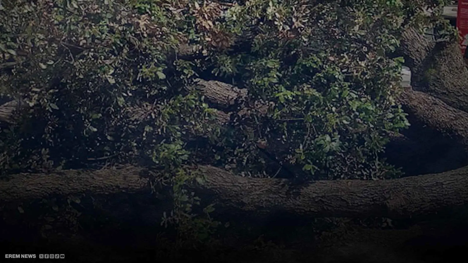 لحظات مرعبة.. "شجرة عجوز" تصيب 12 شخصًا (فيديو)