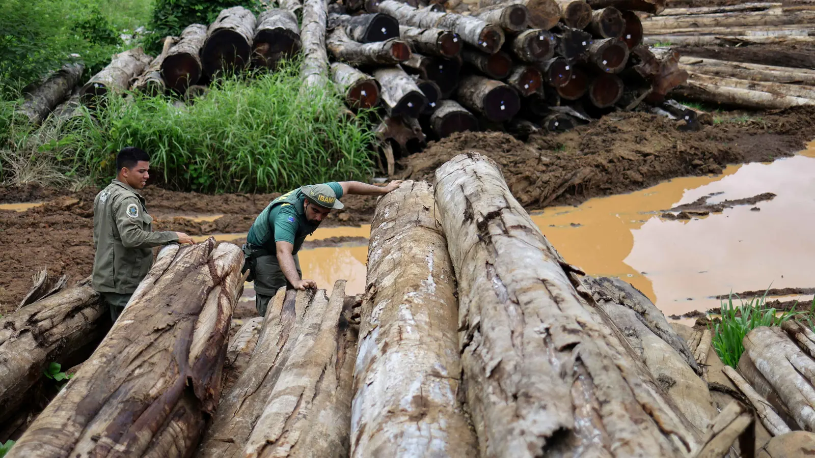 من أكثر الجرائم ربحًا.. كيف يموّل قطع الأشجار الإرهاب والعصابات؟