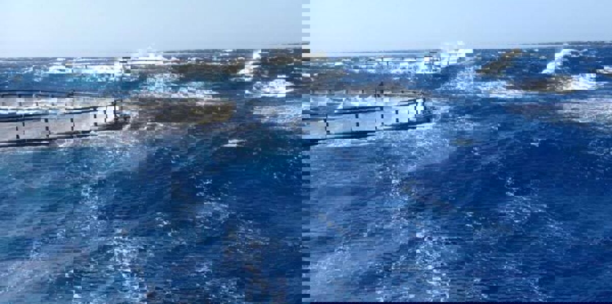 هرب 80 ألف سمكة سلمون من مزرعة صدمتها سفينة شحن بالدنمارك