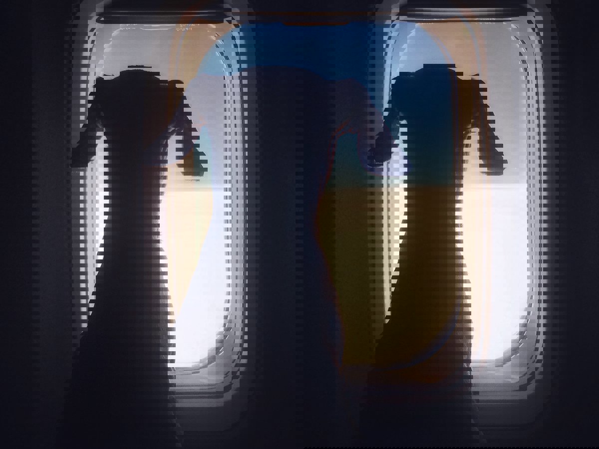 لأول مرة.. تخصيص طيران "درجة أولى" للكلاب (فيديو)