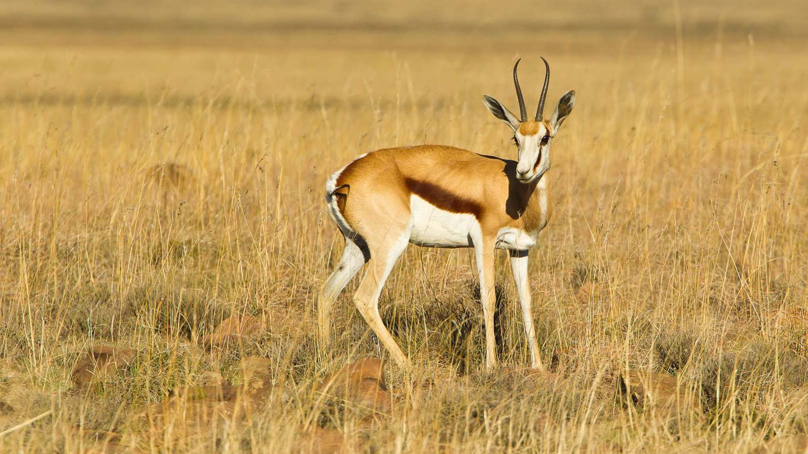 العراق بلا غزلان.. "الريم" نحو الانقراض