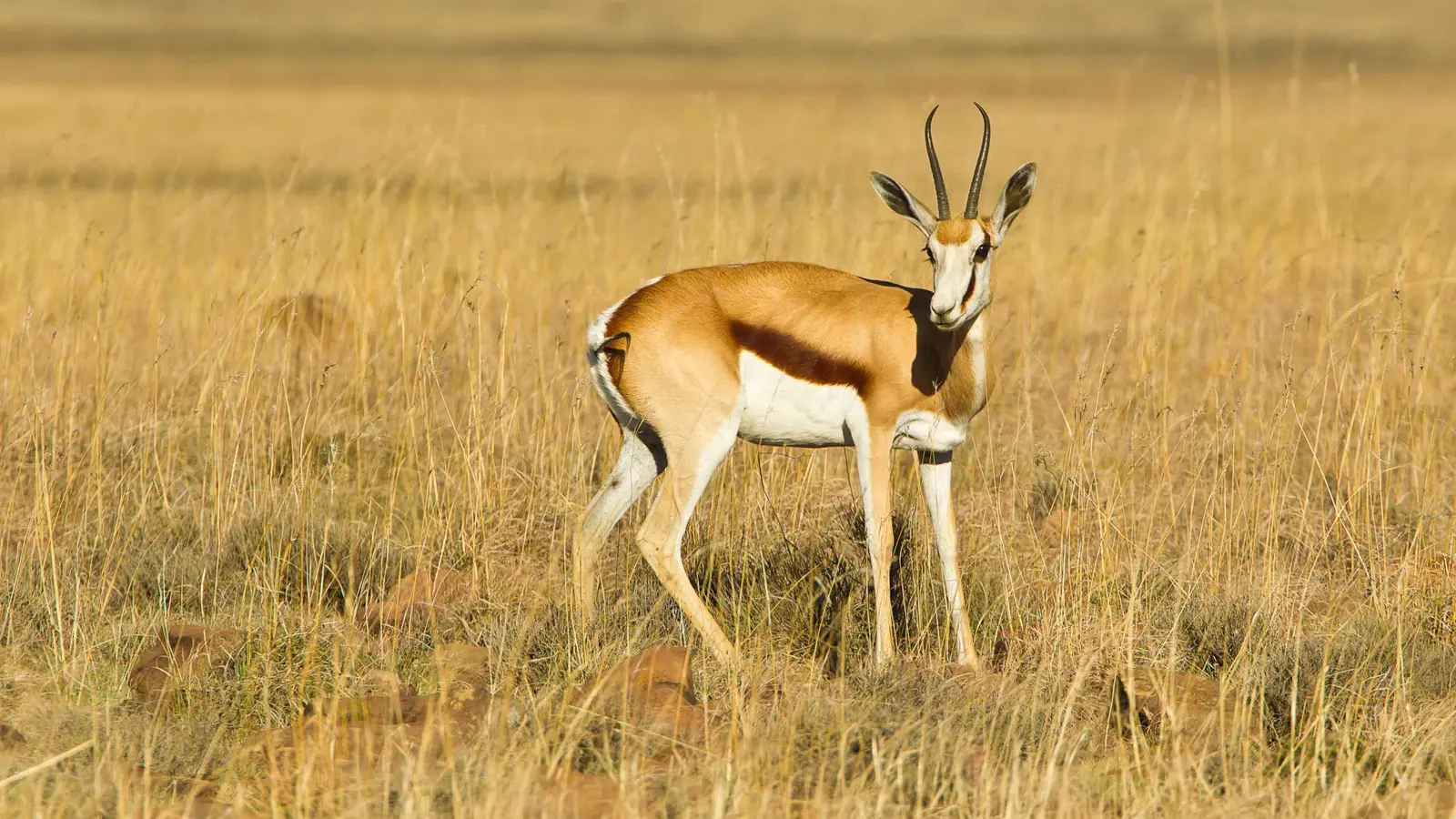 العراق بلا غزلان.. "الريم" نحو الانقراض