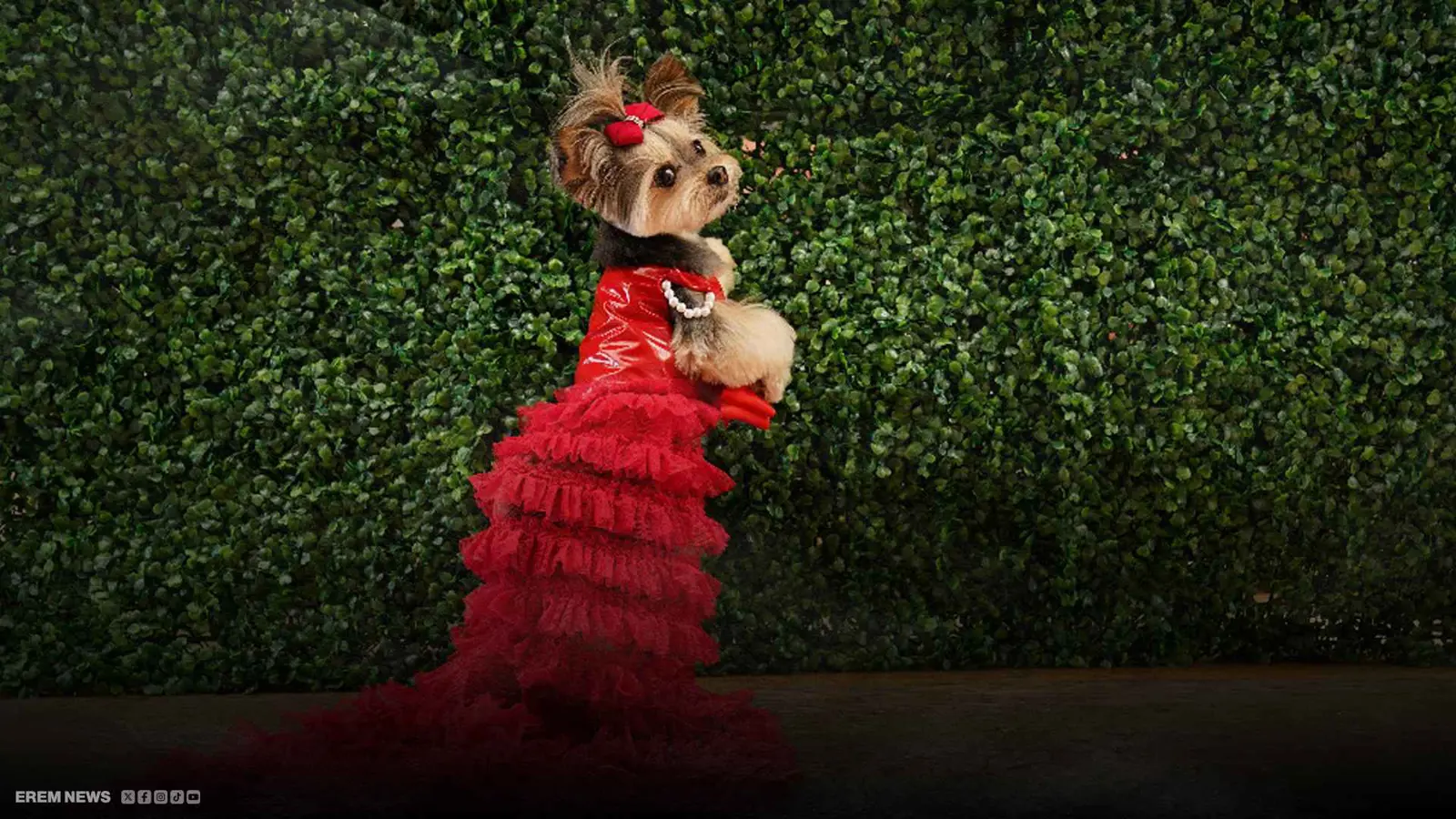 كلاب تخطف الأنظار بأزياء المشاهير بحفل "ميت غالا" (فيديو)