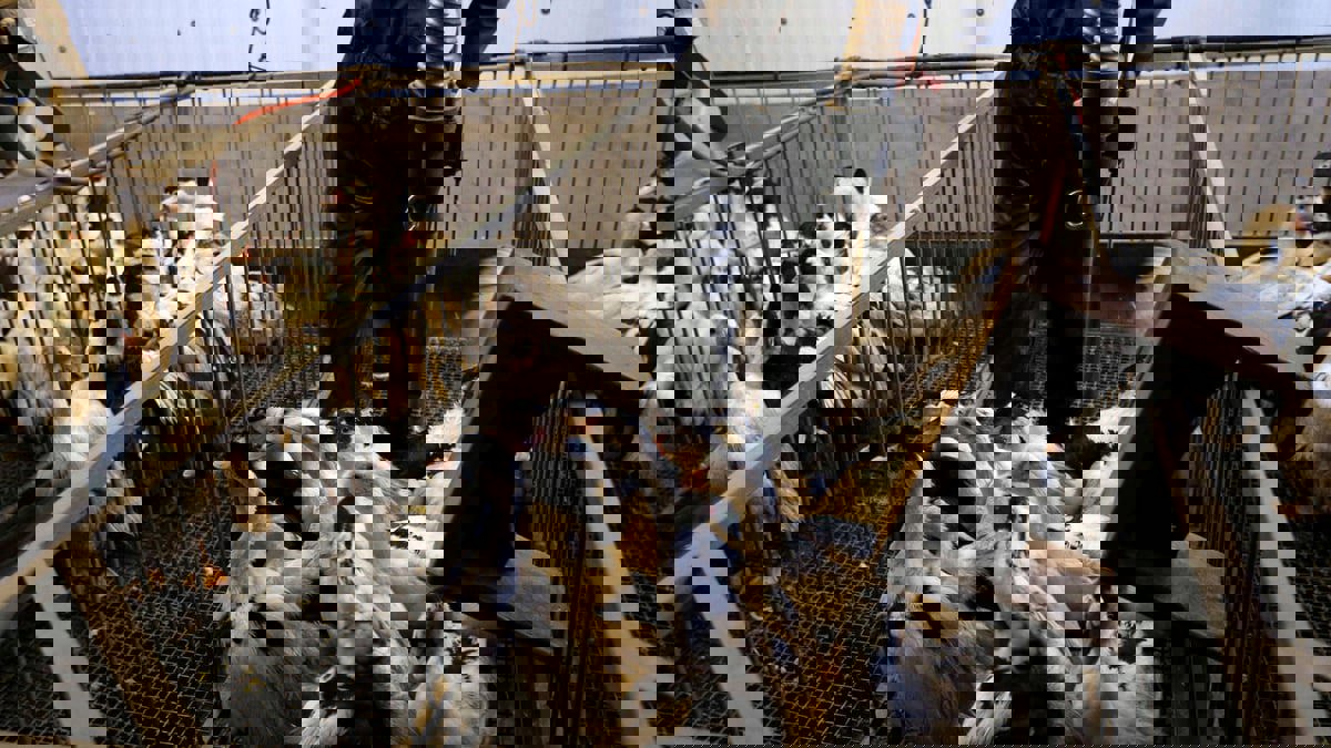 فرنسا تطلق أكبر حملة للتحصين ضد إنفلونزا الطيور