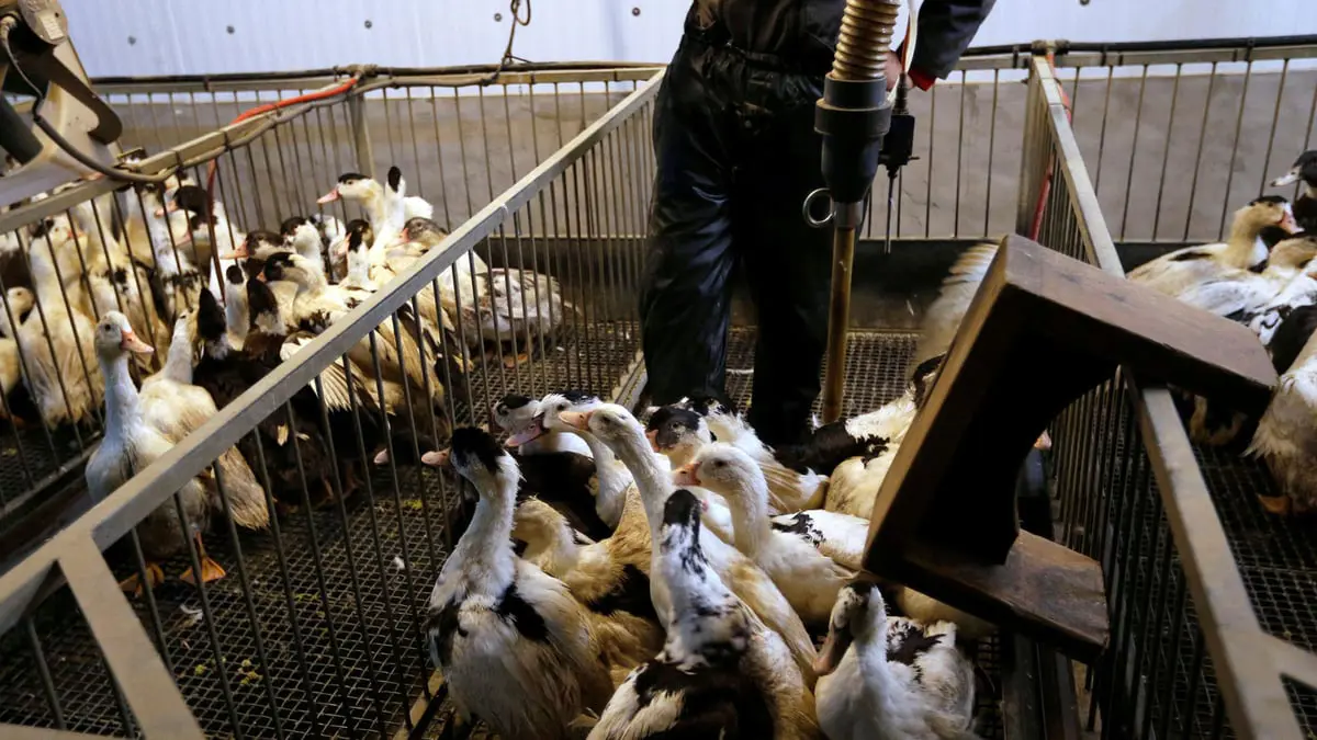 فرنسا تطلق أكبر حملة للتحصين ضد إنفلونزا الطيور