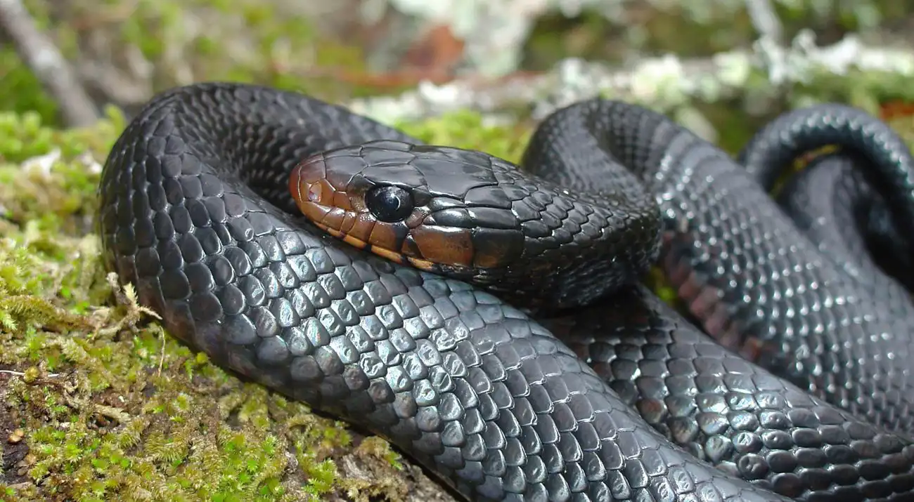 ثعبان النيلي الشرقي (Crotalus viridis)