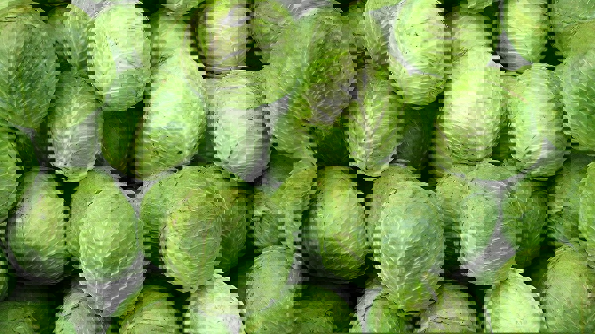 إلى مرضى السكري.. الكرنب قد يغنيك عن الدواء