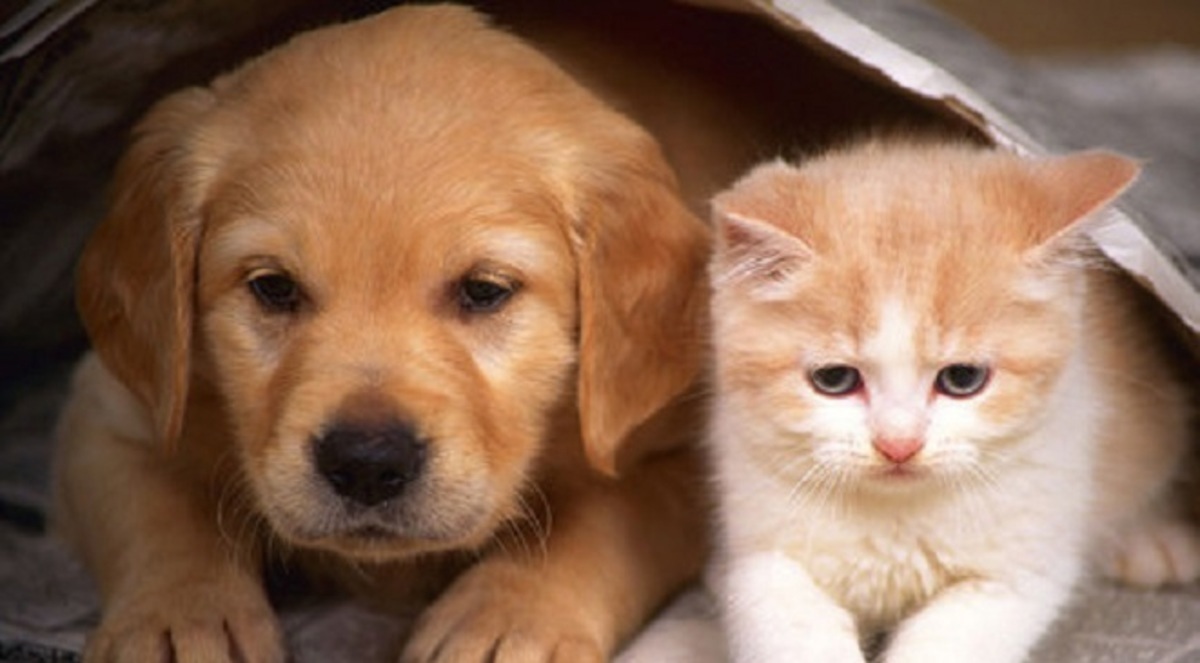 سويسرا..جمع تواقيع لحظر أكل لحوم القطط والكلاب