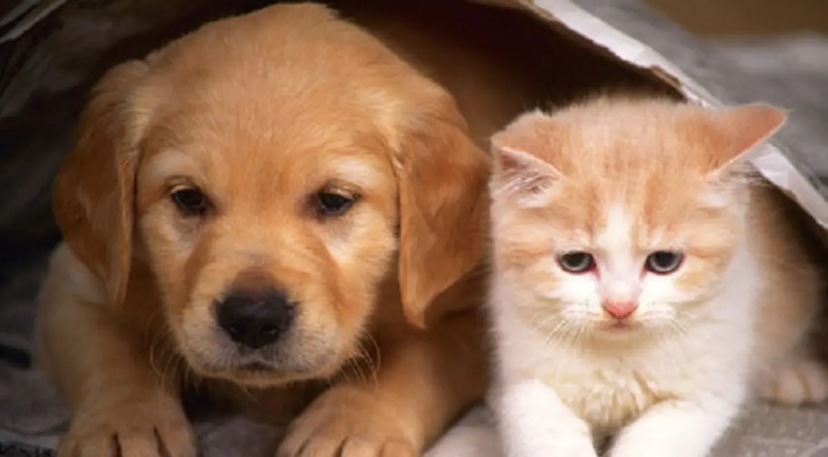 سويسرا..جمع تواقيع لحظر أكل لحوم القطط والكلاب