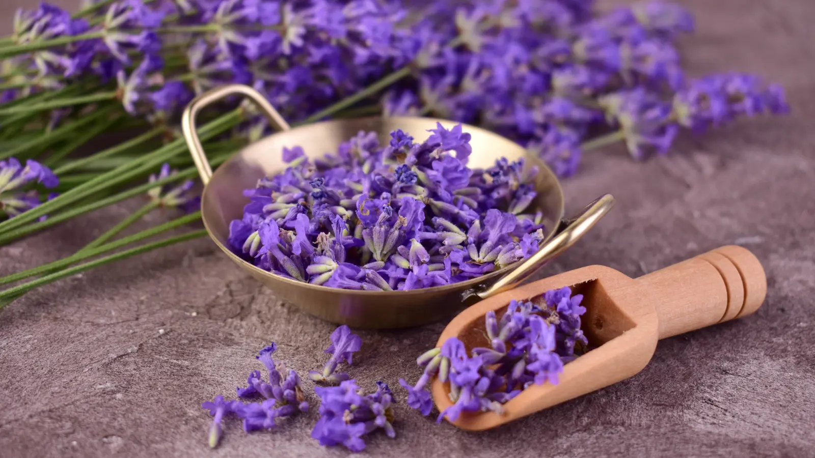 "يخفف أعراض المغص".. 6 فوائد لنبتة اللافندر