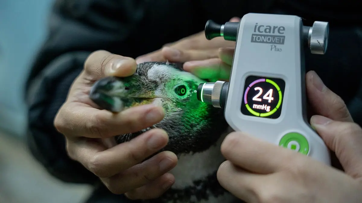 إنجاز بيطري.. زرع عدسات داخل عيون 6 بطاريق في سنغافورة