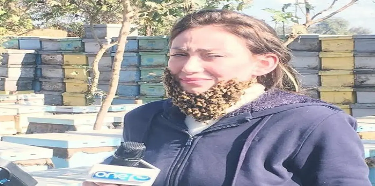 شاهد.. لحظة هجوم خلية نحل على وجه الإعلامية المصرية ريهام سعيد
