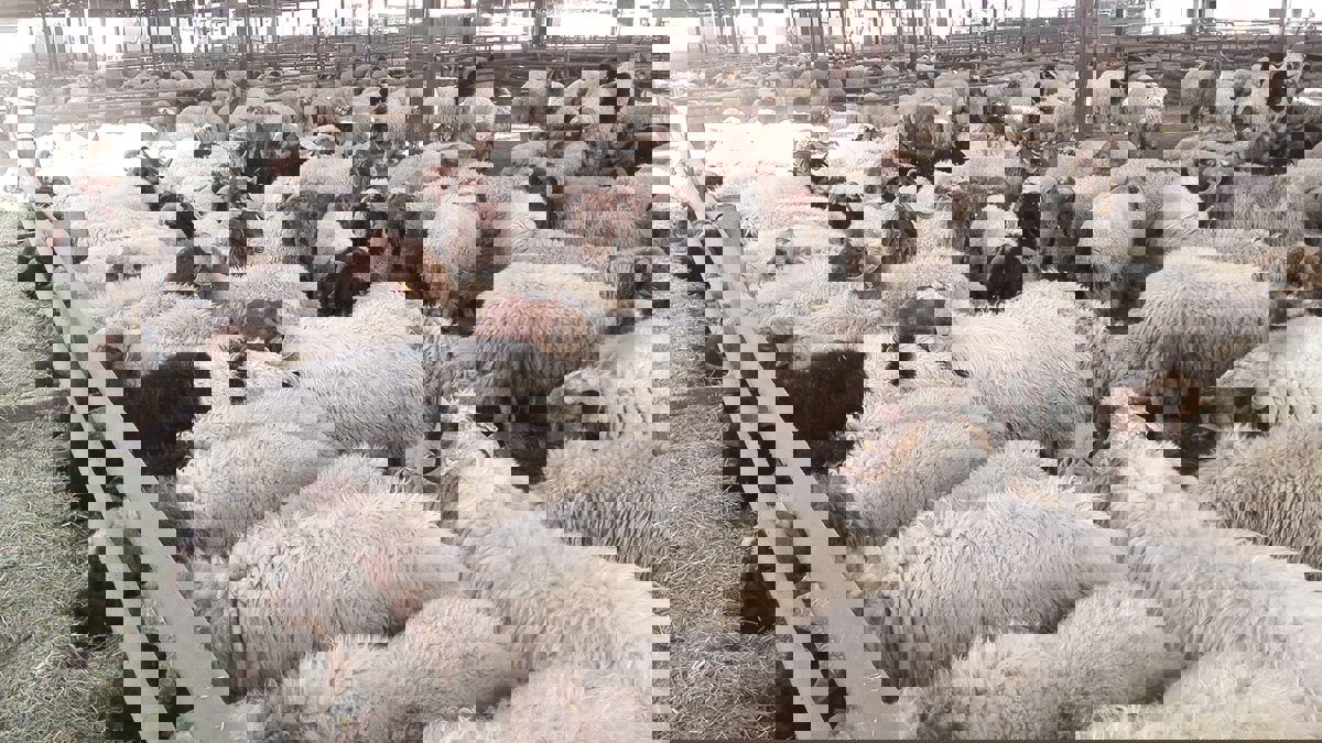 ارتفاع أسعار أضاحي العيد في تونس يؤثر على الإقبال (فيديو إرم)