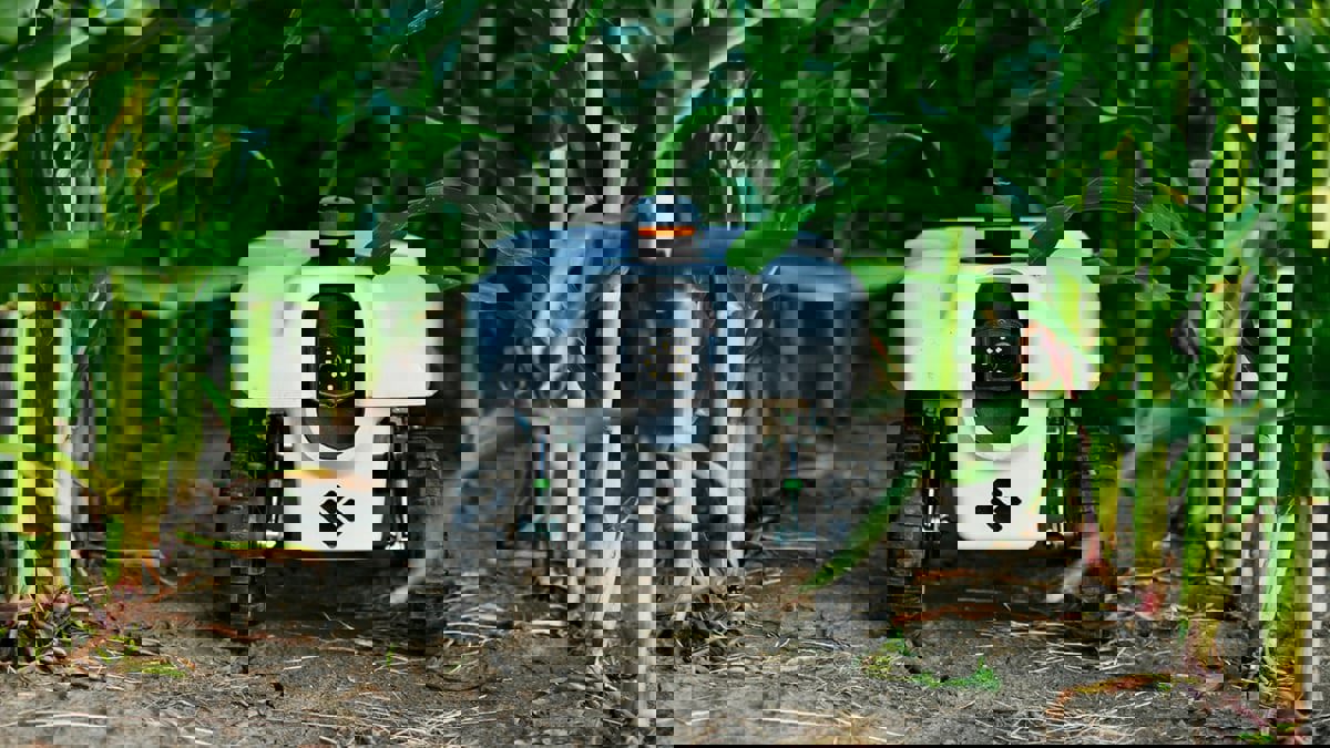 روبوت مصنوع من النبات يزيل آثار المبيدات الحشرية والمعادن الثقيلة