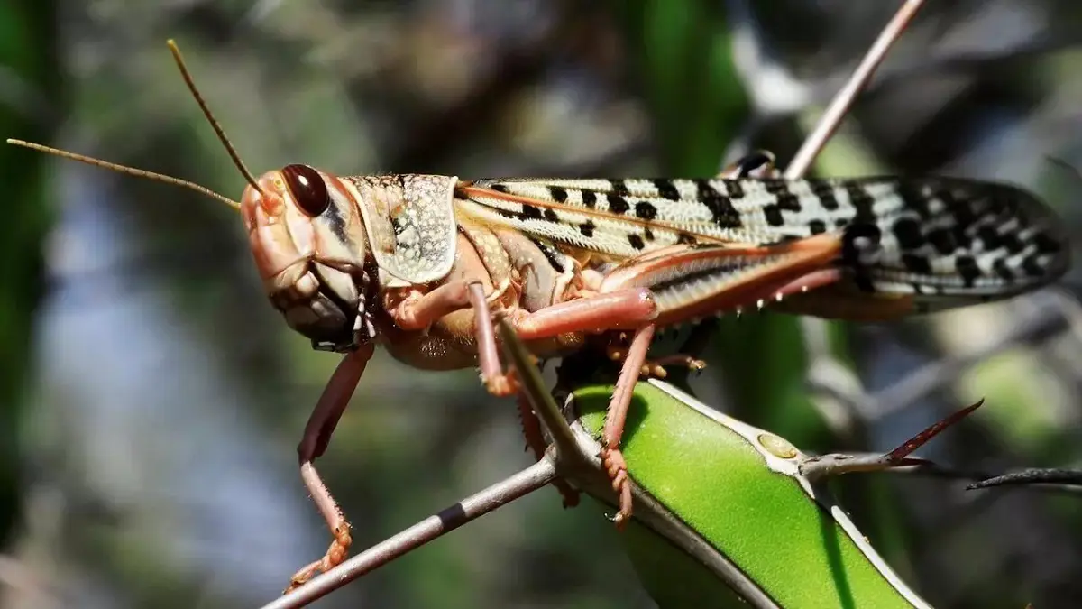 الكوارث على الصين تتوالى.. أسراب من الجراد تهاجم وتدمر مئات الحقول الزراعية (فيديو)