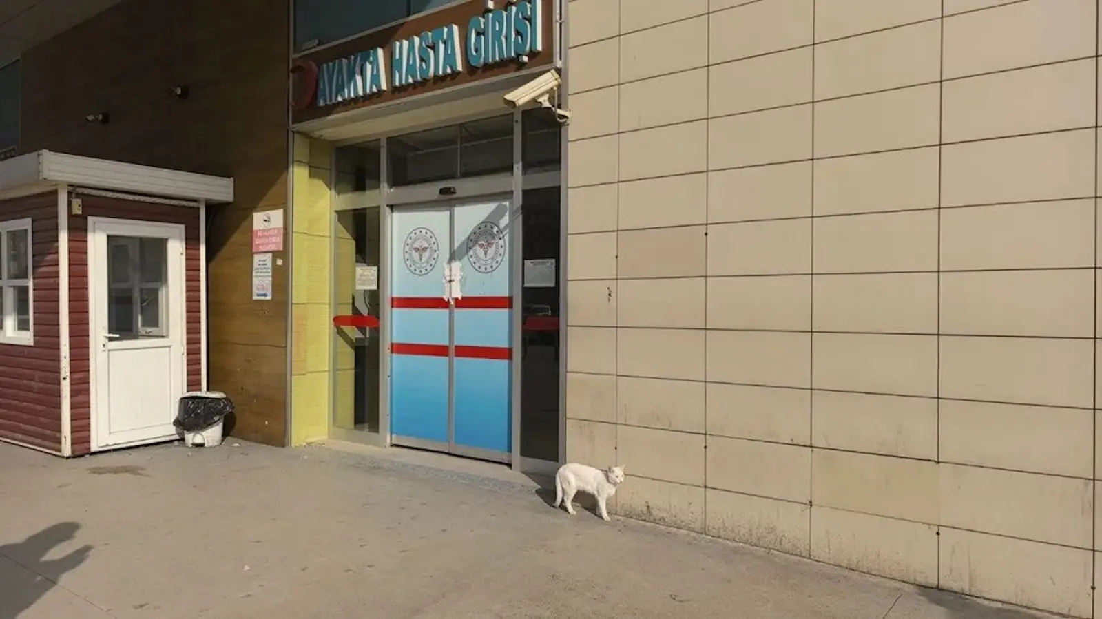 القط "مياوريسيو" .. موظف بعقد رسمي وربطة عنق (فيديو إرم)