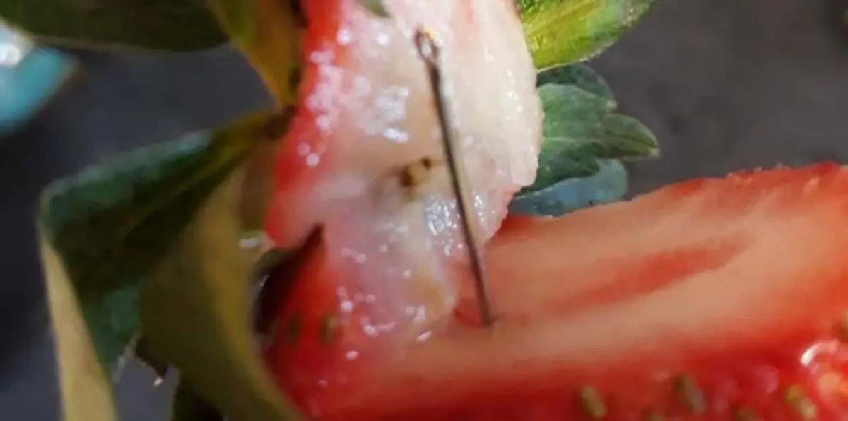 مكافأة مالية لحل لغز "إبر الفراولة" الغامضة في أستراليا (فيديو)