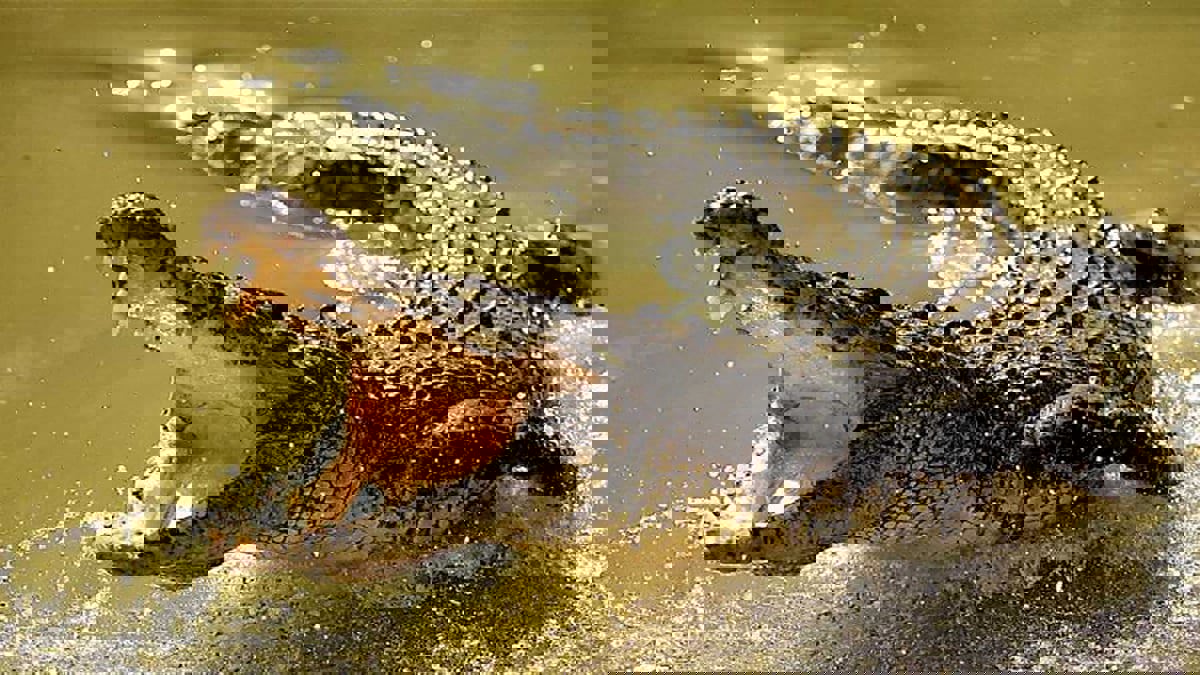 تمساح يحاصر زوجين أمريكيين بمنزلهما في كارولينا الجنوبية