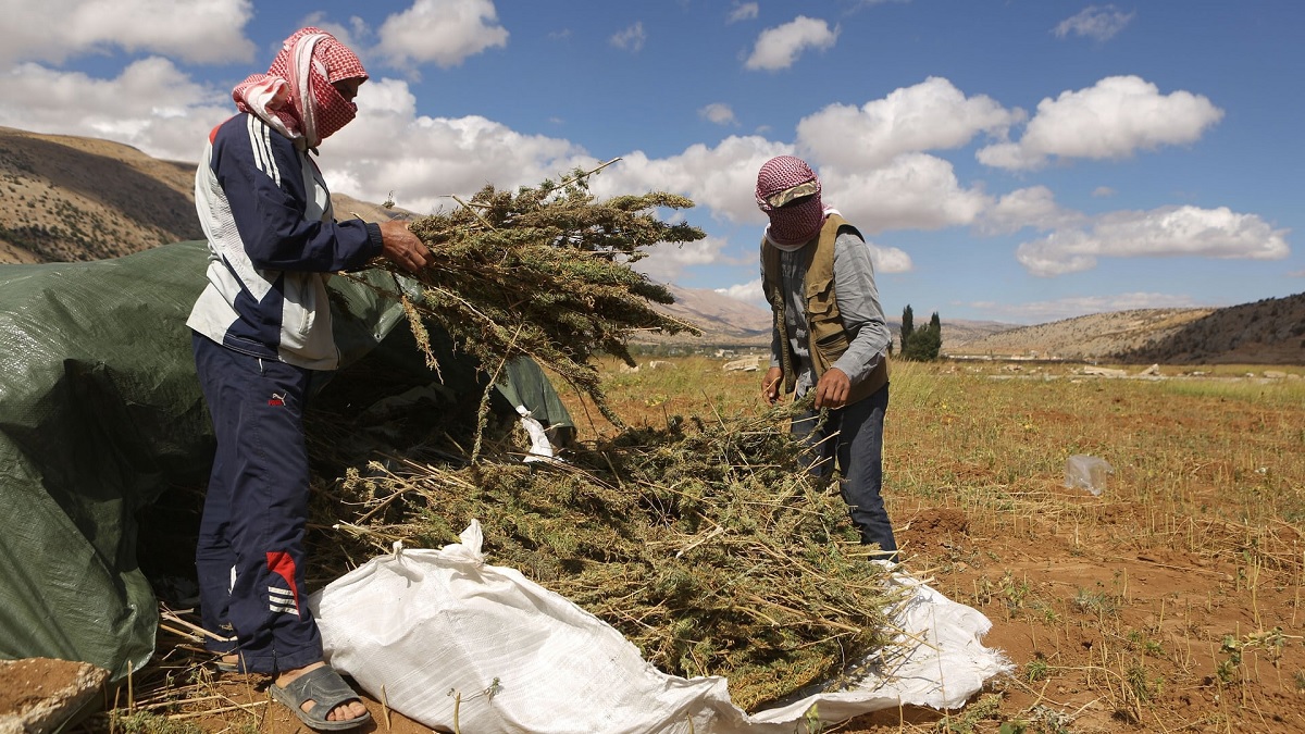 الأولى في الشرق الأوسط وشمال أفريقيا.. صدور لائحة لممارسة "طب الحشيش" في لبنان