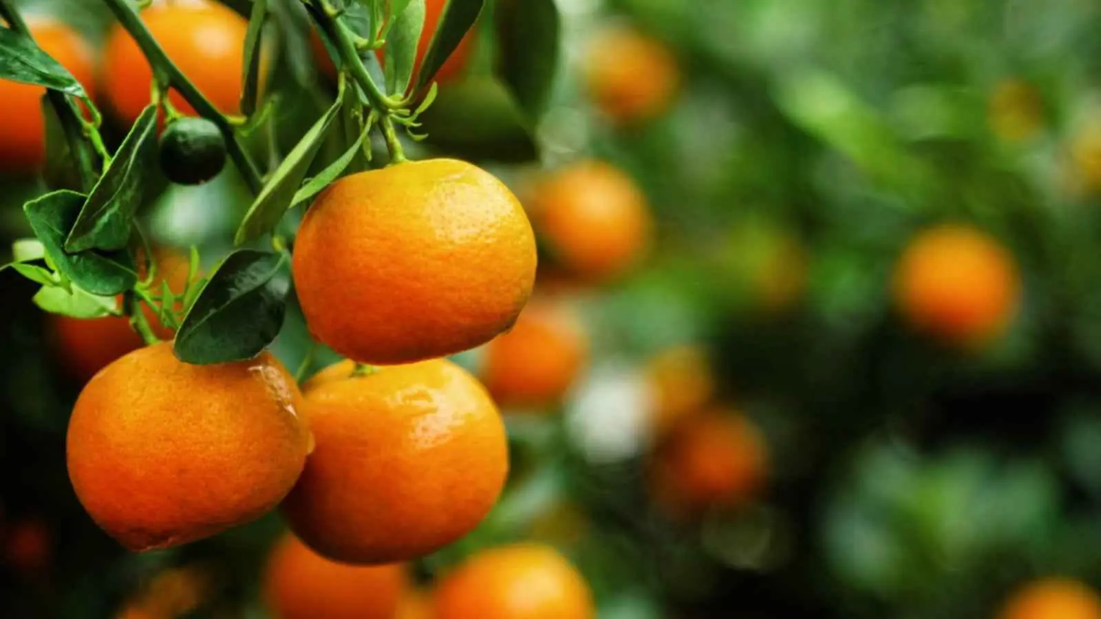 "اليوسفي".. متى يتحول إلى عدو لصحة الجسم؟