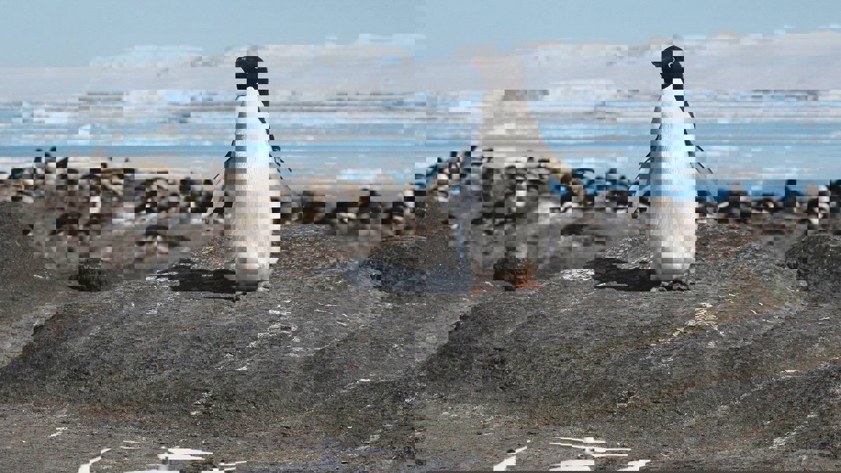 ما حقيقة ظهور طائر البطريق على المريخ؟ 