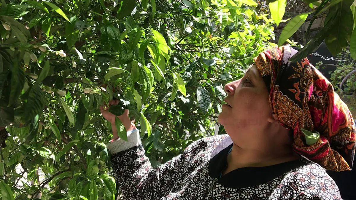 "تقطير الزهر".. شجرة النارنج تدر ذهبًا أبيض على أهالي نابل التونسية