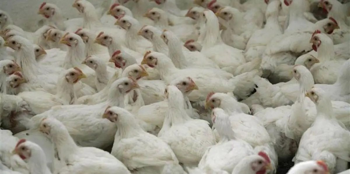 ألمانيا تعدم 10 آلاف دجاجة خوفاً من إنفلونزا الطيور