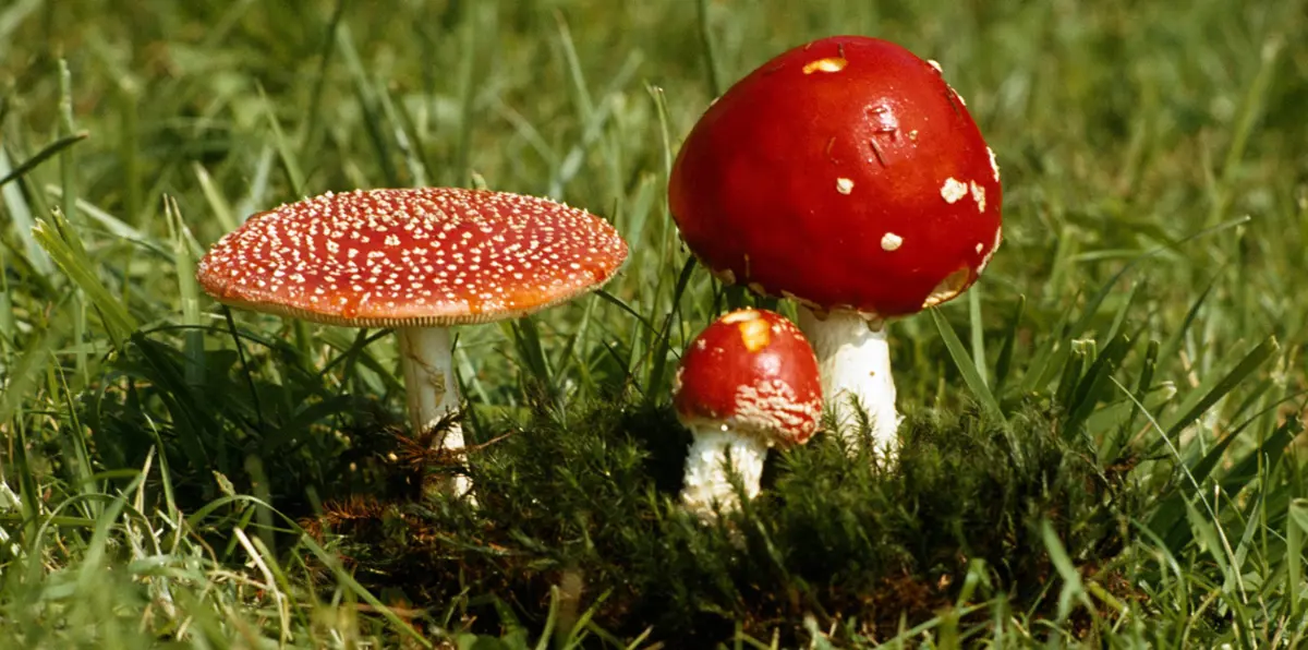 دراسة: مركب كيميائي في فطر عيش الغراب يساعد بعلاج مرضى الاكتئاب