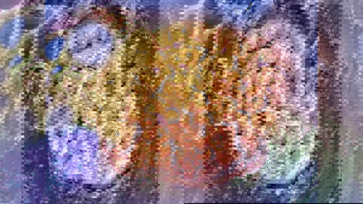 اكتشاف جيوب من مياه البحر محبوسة في صخور منذ 390 مليون سنة
